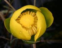 Nuphar advena image