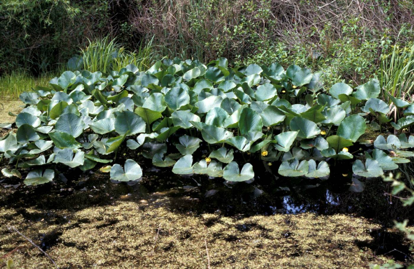 Nuphar advena image