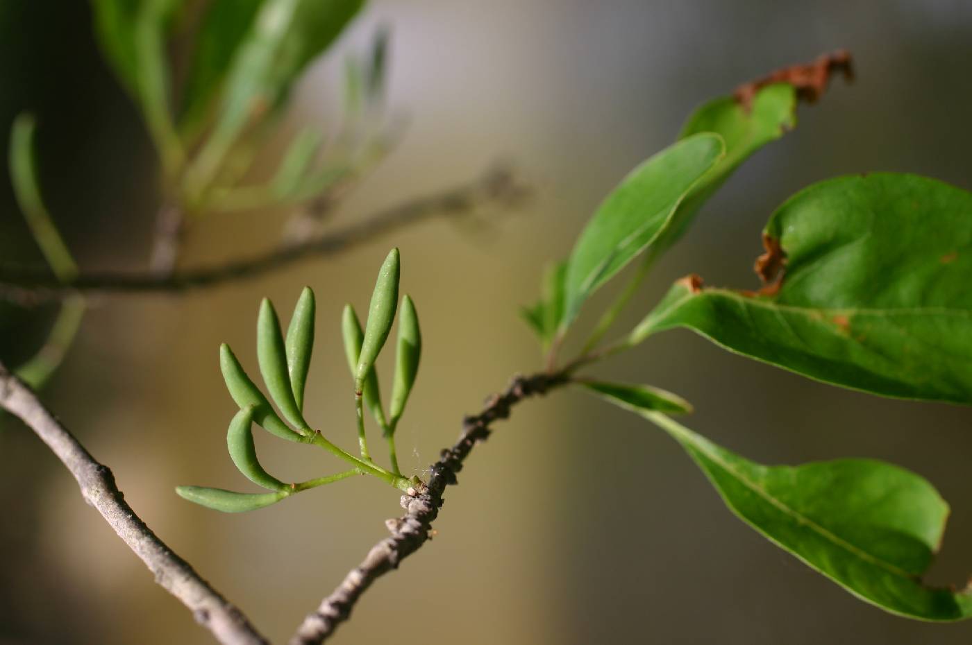 Forestiera acuminata image