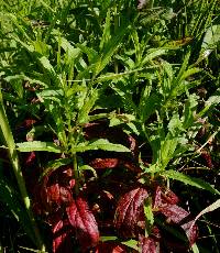 Epilobium coloratum image