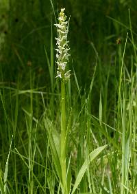 Platanthera dilatata image