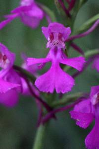 Platanthera peramoena image