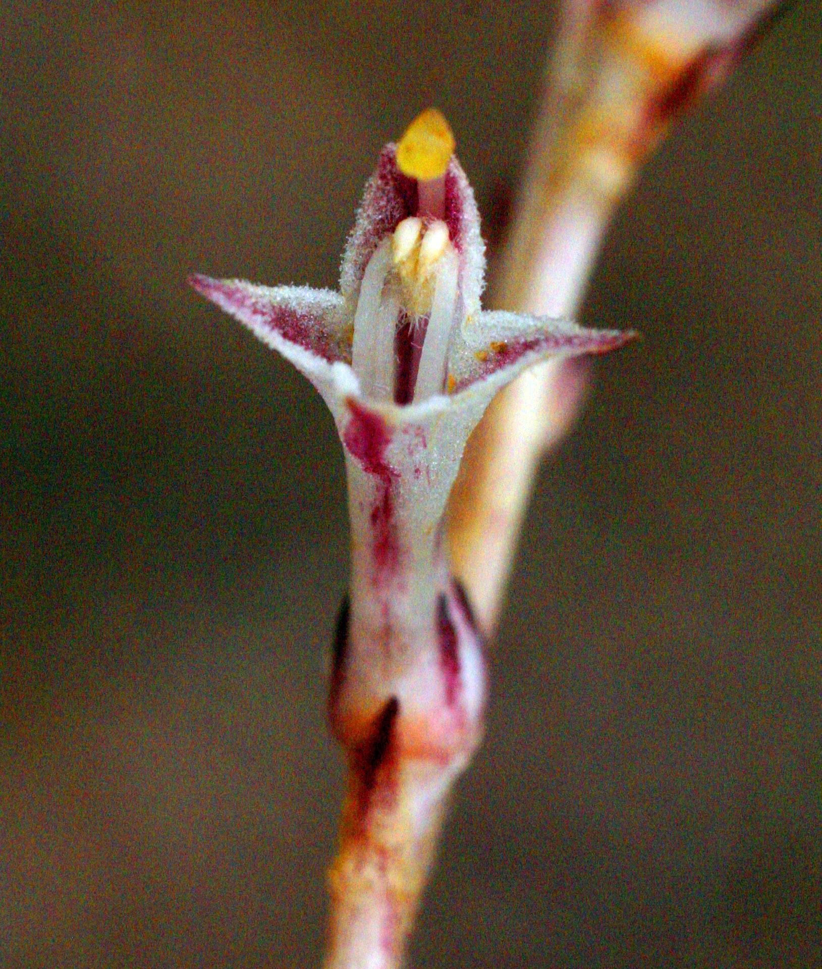 Epifagus virginiana image