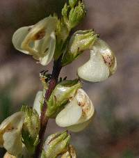 Pedicularis contorta image