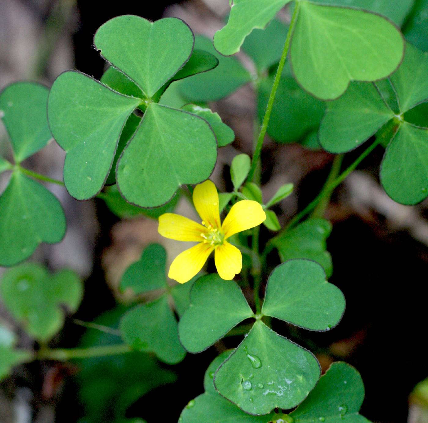 Oxalis grandis image