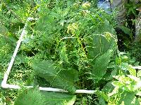 Equisetum fluviatile image