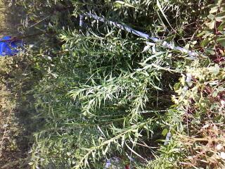 Equisetum palustre image