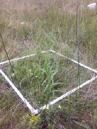 Carex sterilis image