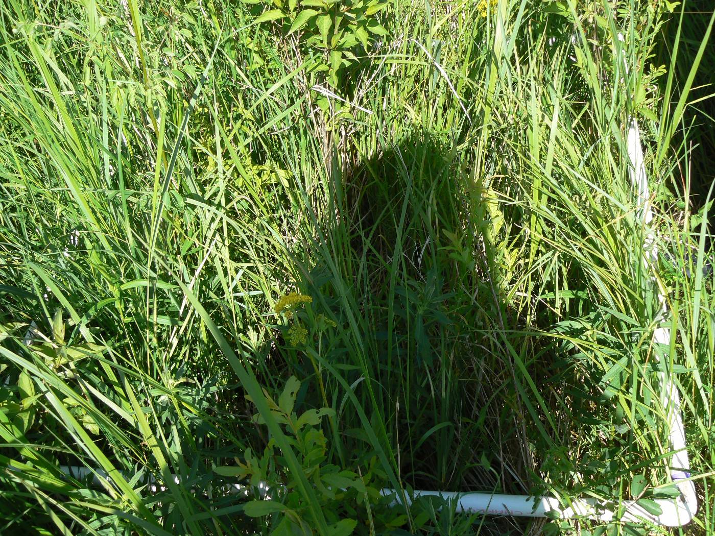 Cornus foemina image