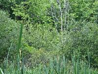 Equisetum palustre image