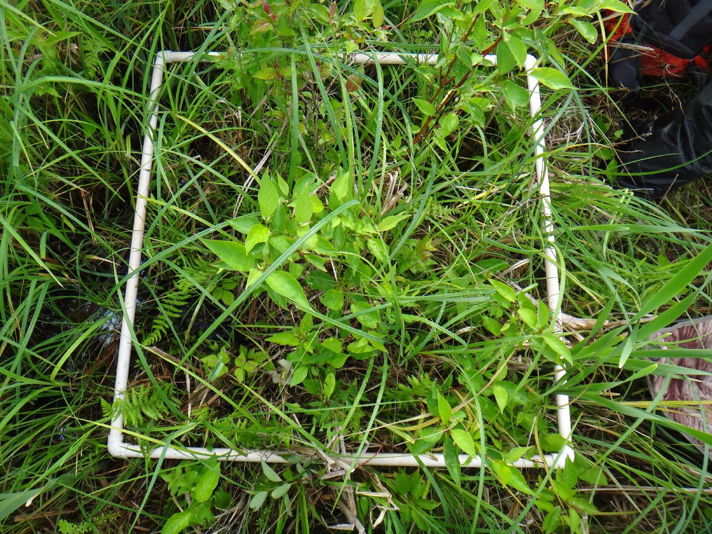 Cornus foemina image