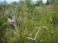 Carex lasiocarpa image