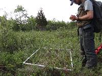 Solidago ohioensis image