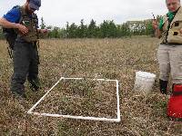 Carex lasiocarpa image