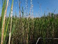 Carex lasiocarpa image