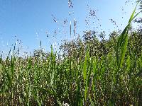 Carex lasiocarpa image