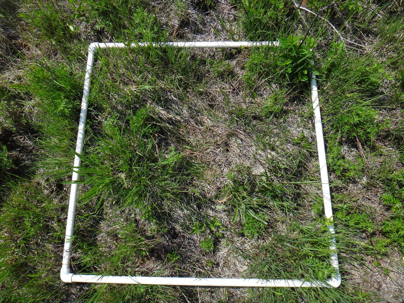 Panicum acuminatum image