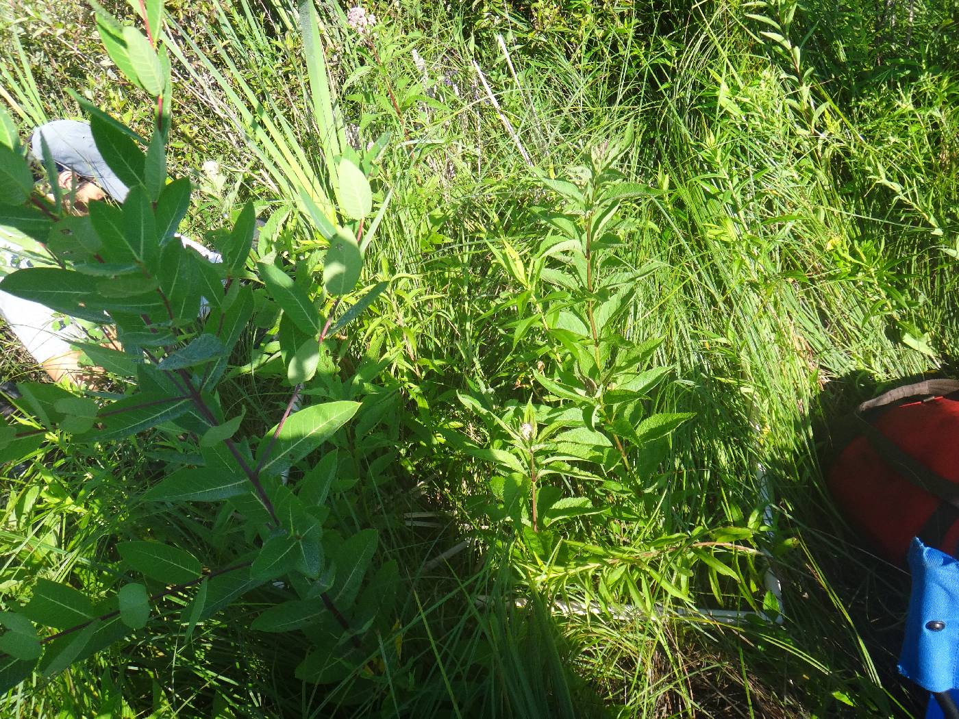 Cornus foemina image