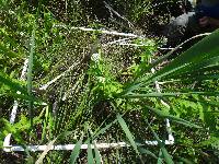 Poa sylvestris image