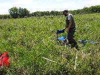 Cirsium muticum image