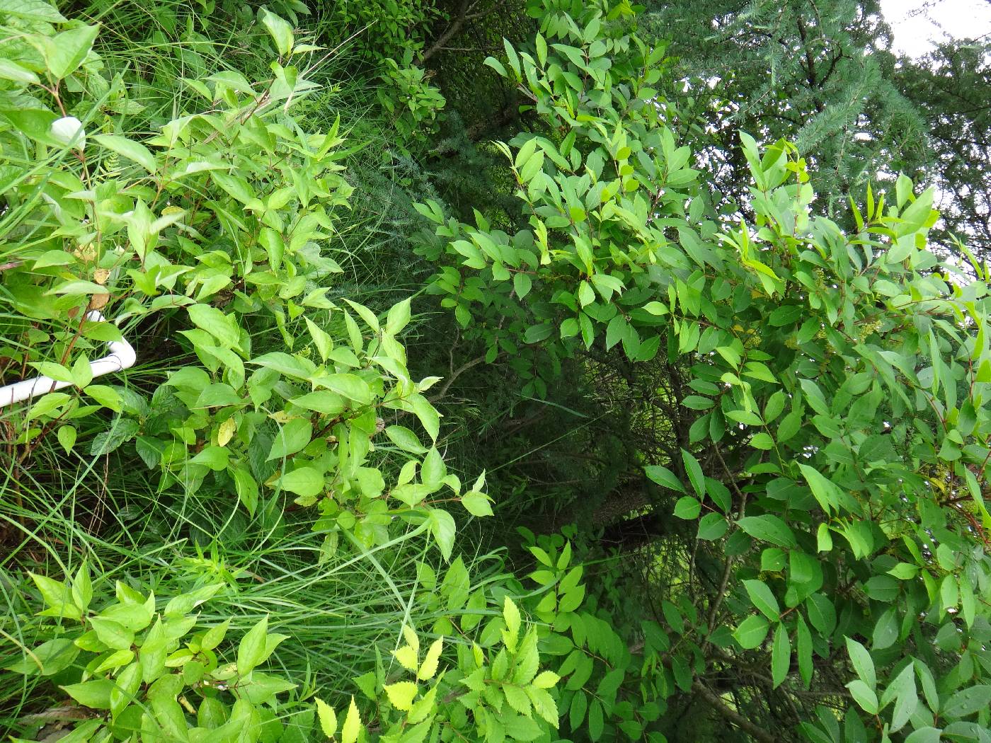 Epilobium strictum image