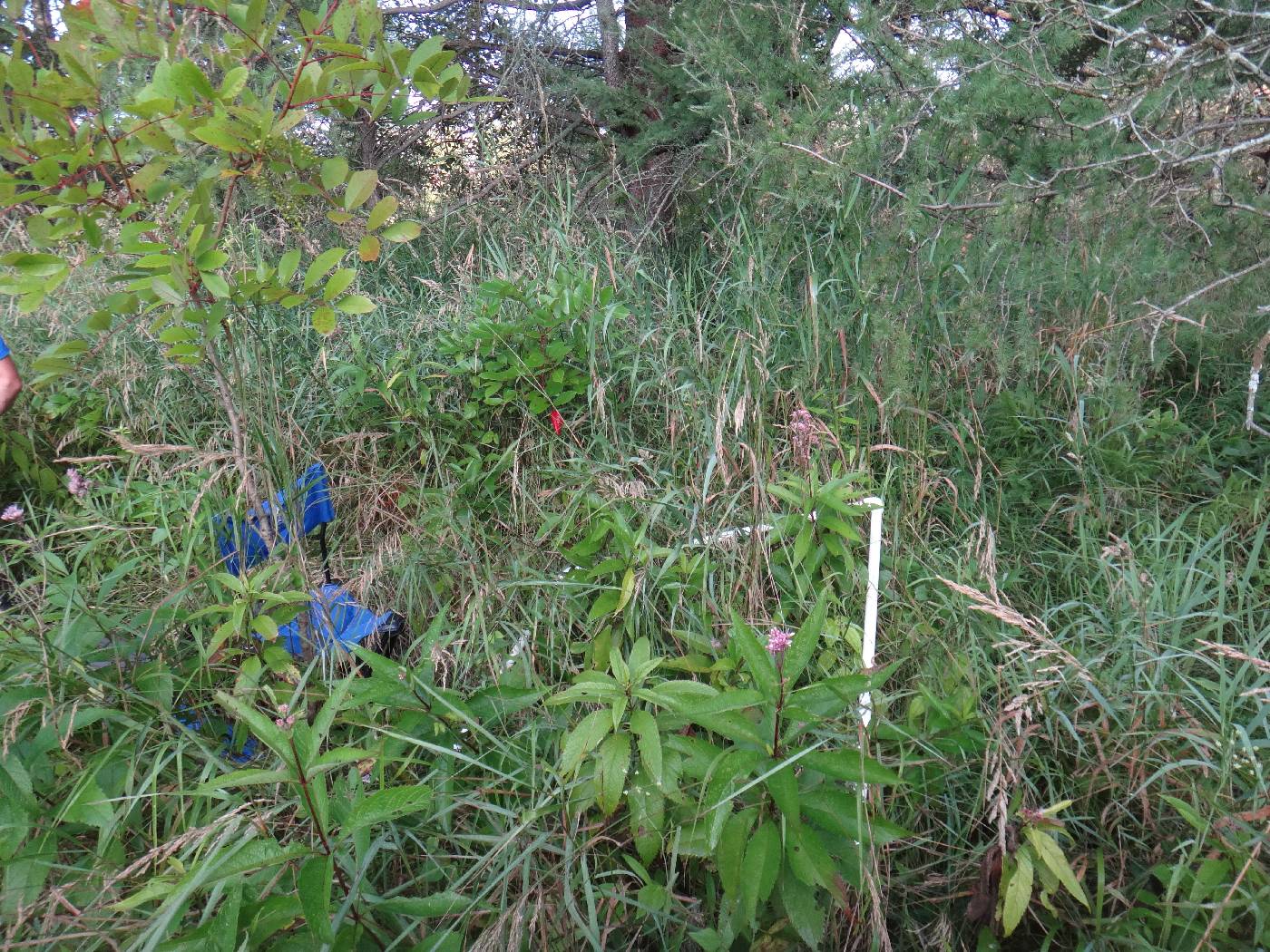 Cornus foemina image