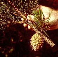 Image of Pinus pungens