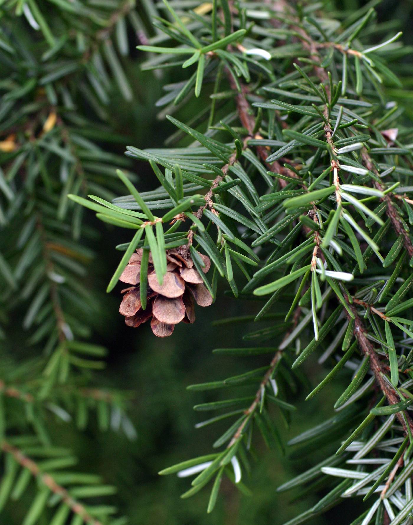 Tsuga heterophylla image