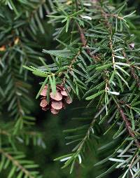 Image of Tsuga heterophylla