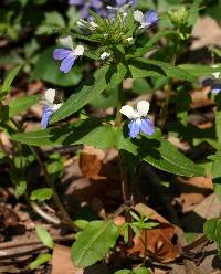 Collinsia verna image