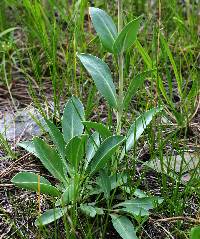 Penstemon grandiflorus image