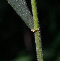 Elymus villosus image