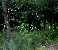 Image of Festuca subverticillata