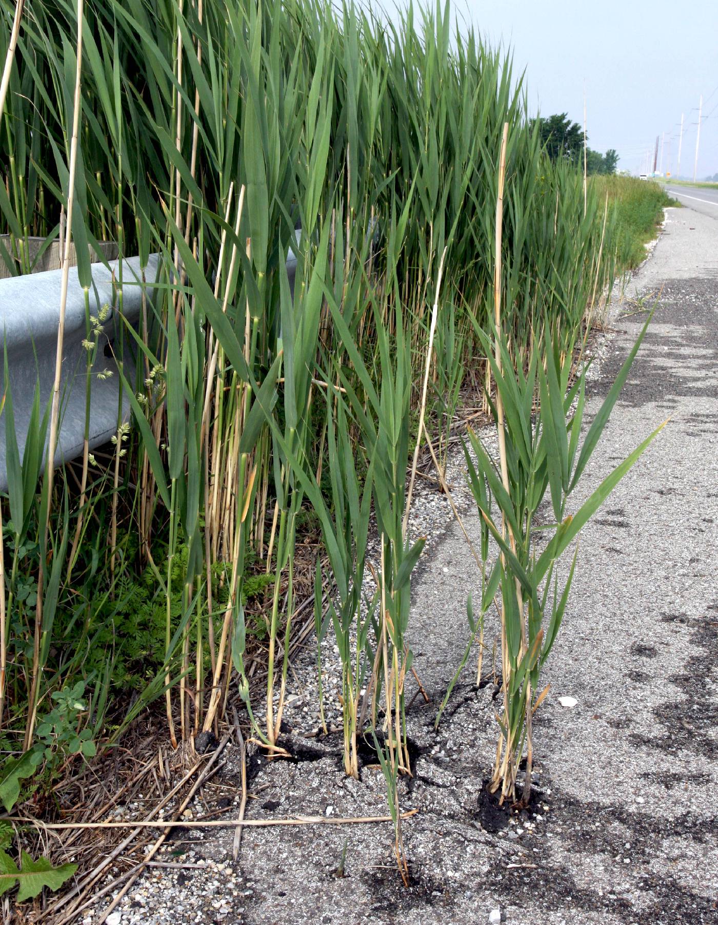 Phragmites australis subsp. australis image