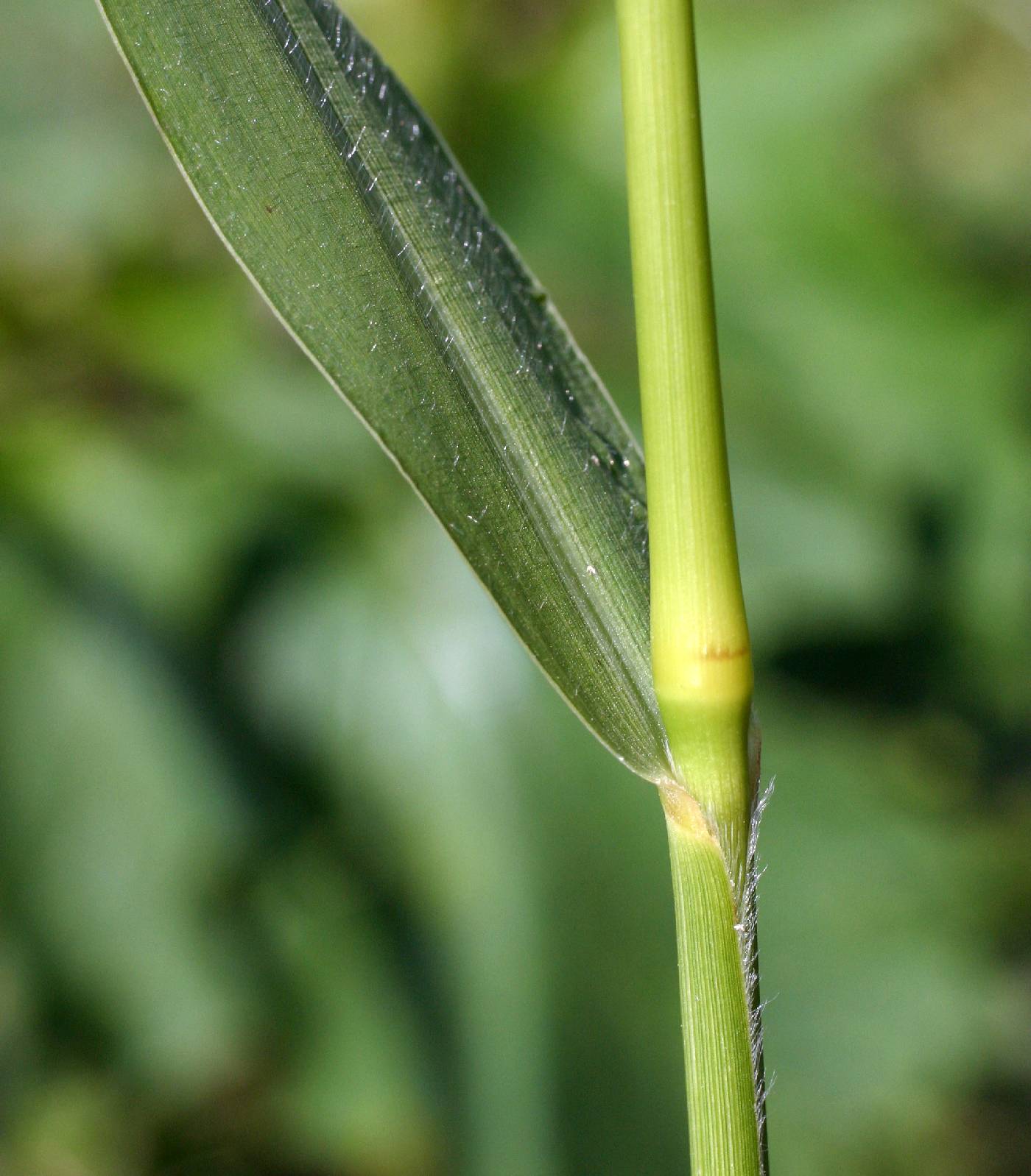 Setaria faberi image