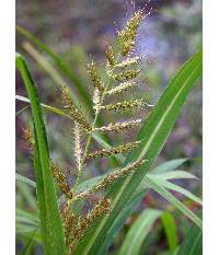 Image of Echinochloa muricata