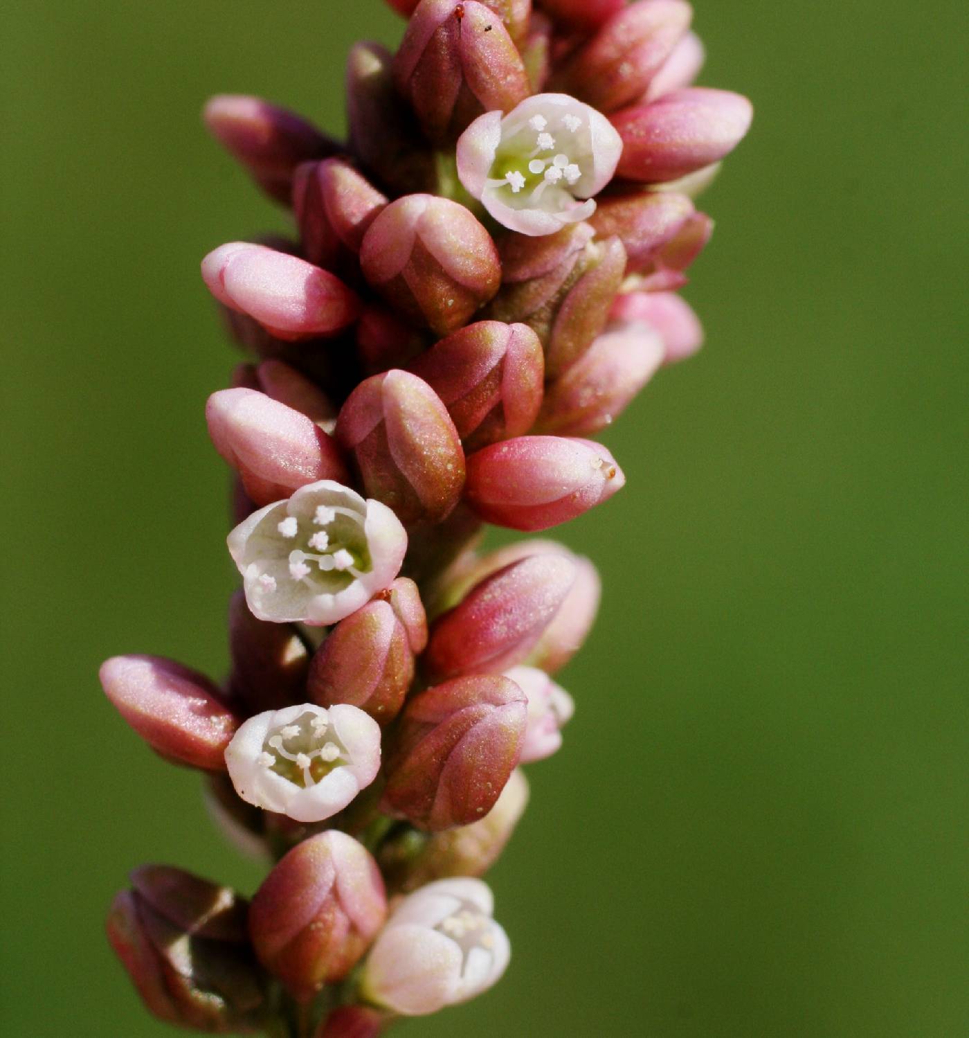 Persicaria maculosa image