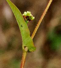 Persicaria sagittata image