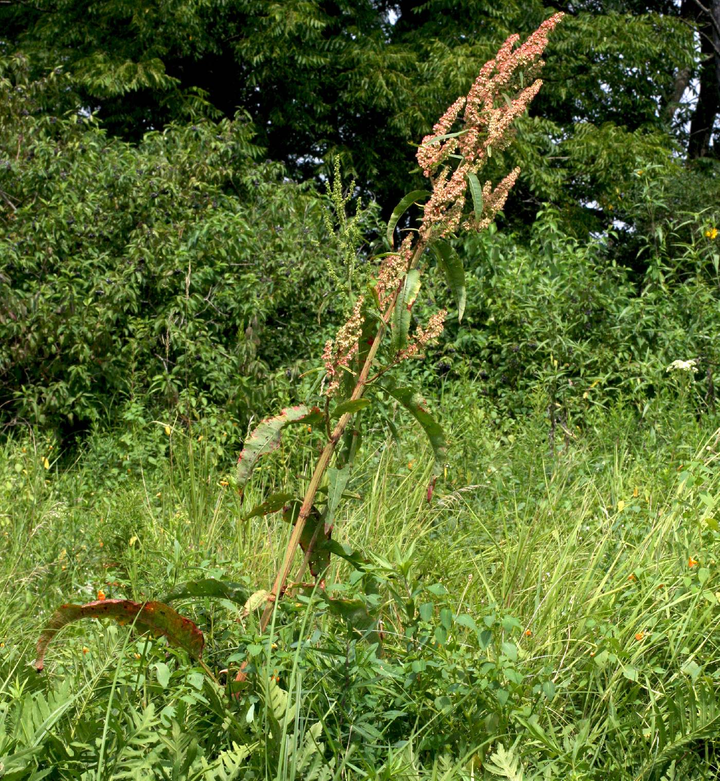 Rumex orbiculatus image