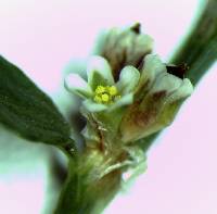 Polygonum aviculare image