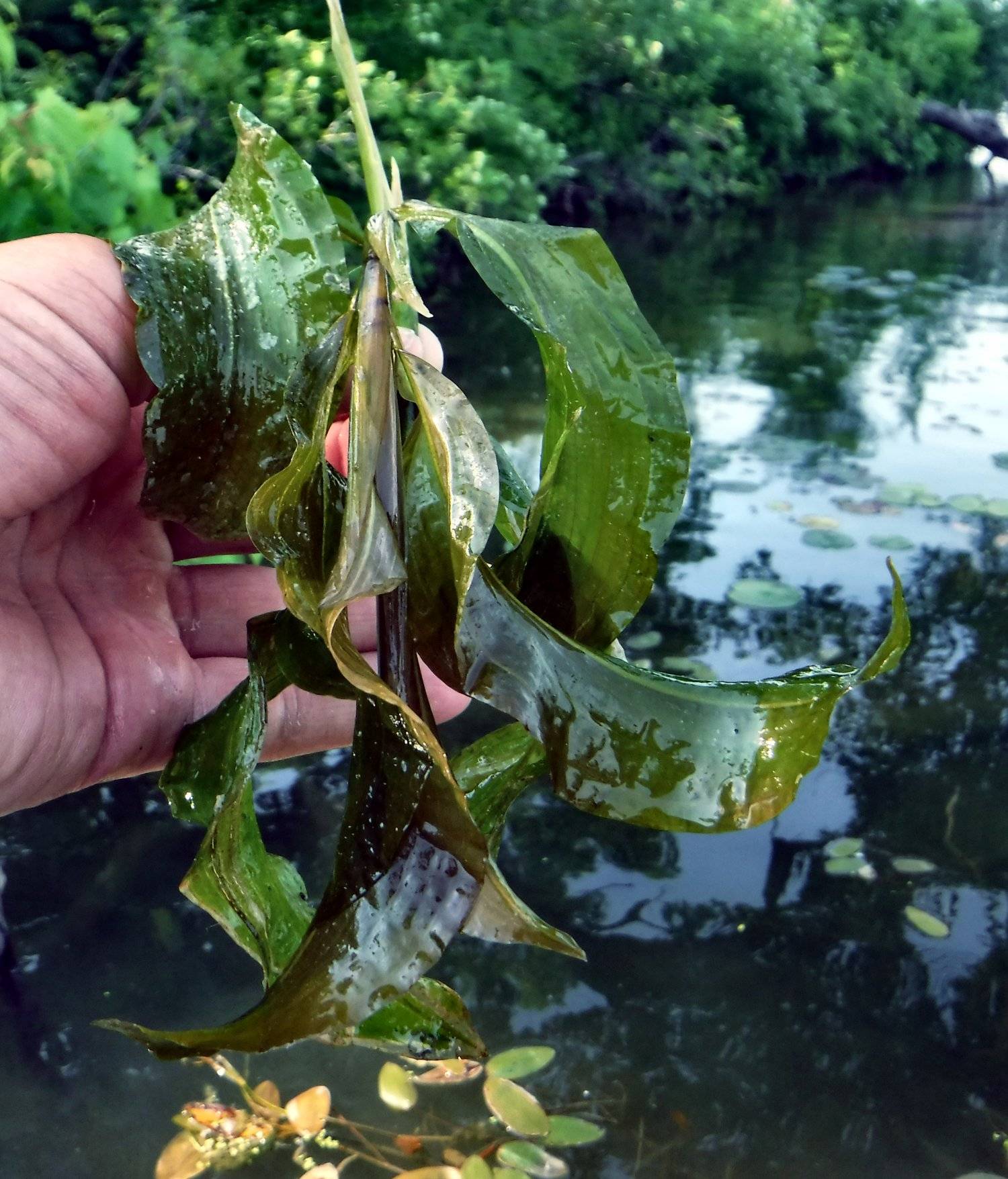 Potamogeton amplifolius image