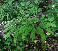 Image of Adiantum pedatum