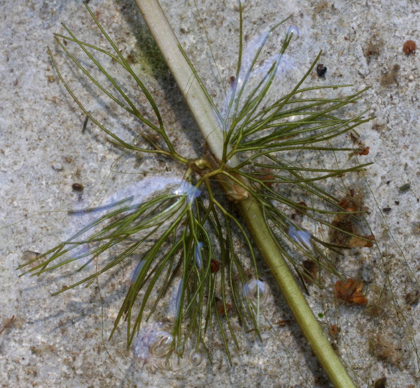 Ranunculus aquatilis image