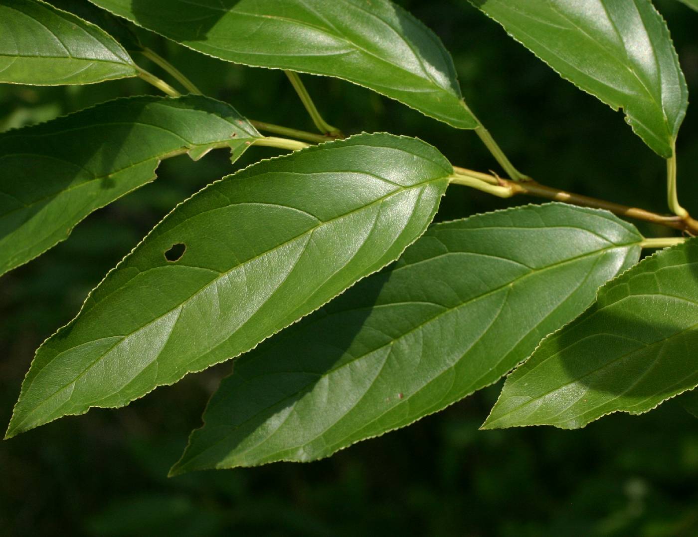 Rhamnus davurica subsp. davurica image
