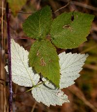 Image of Rubus occidentalis