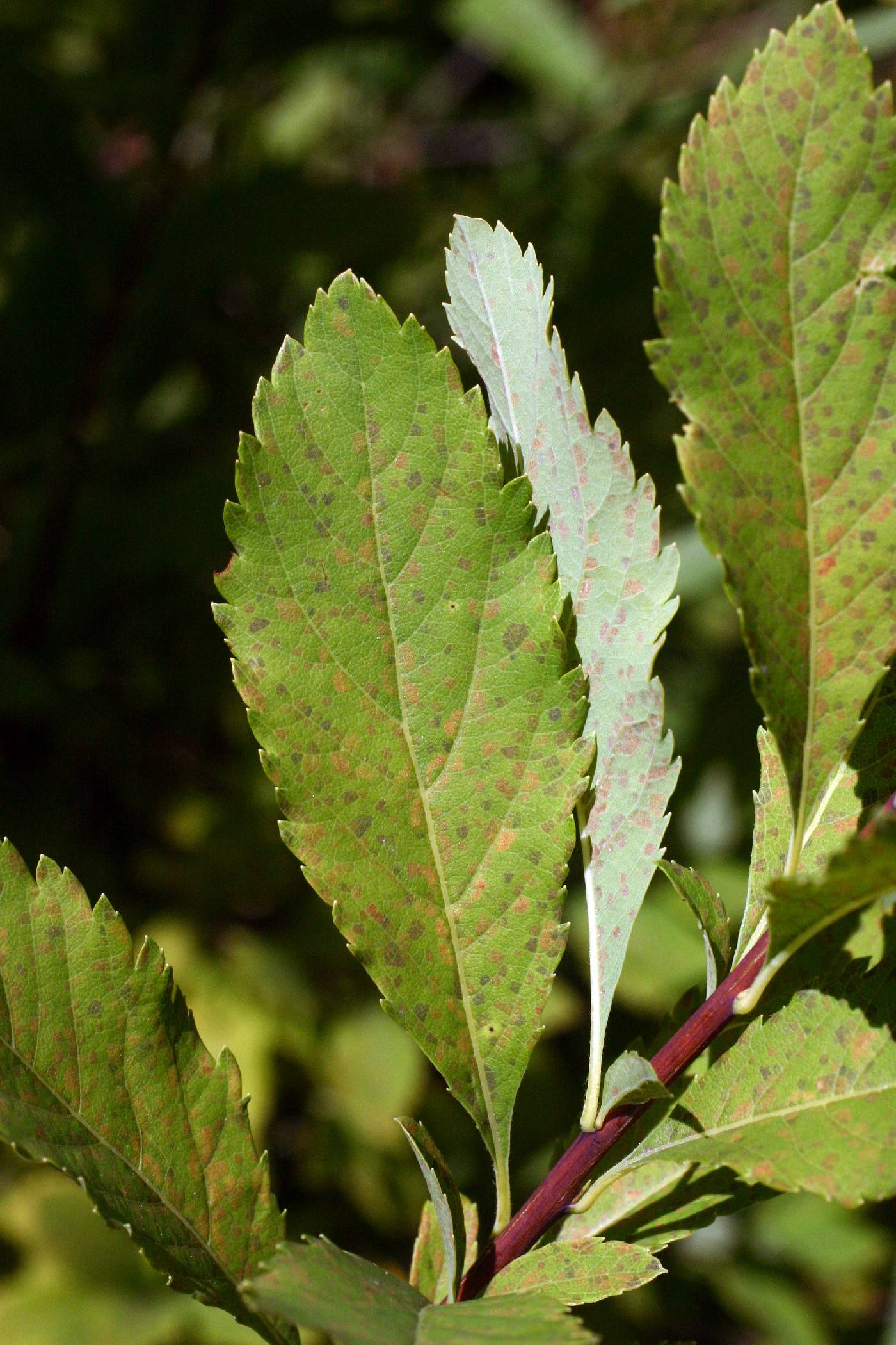 Spiraea alba var. latifolia image