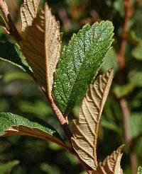 Spiraea tomentosa image