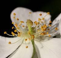 Rosa multiflora image