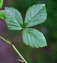 Rubus hispidus image