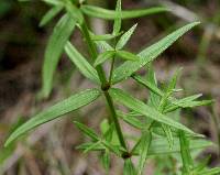 Galium boreale image